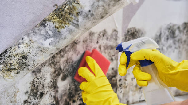 Environmental Consulting for Mold Prevention